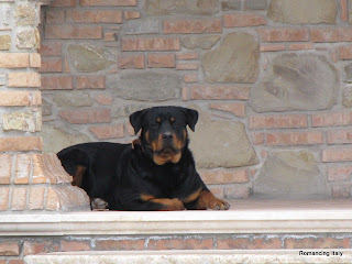 Dog at house near Le Castella