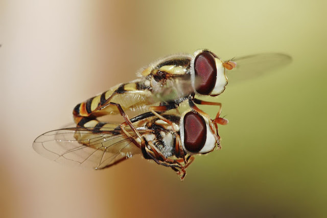Dragonflies+mating+habits