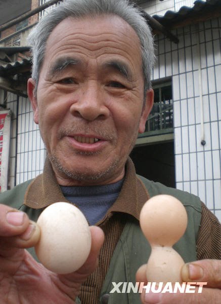 Gambar Foto Ayam Bertelur Kembar Gambar Foto Ayam Bertelur Kembar