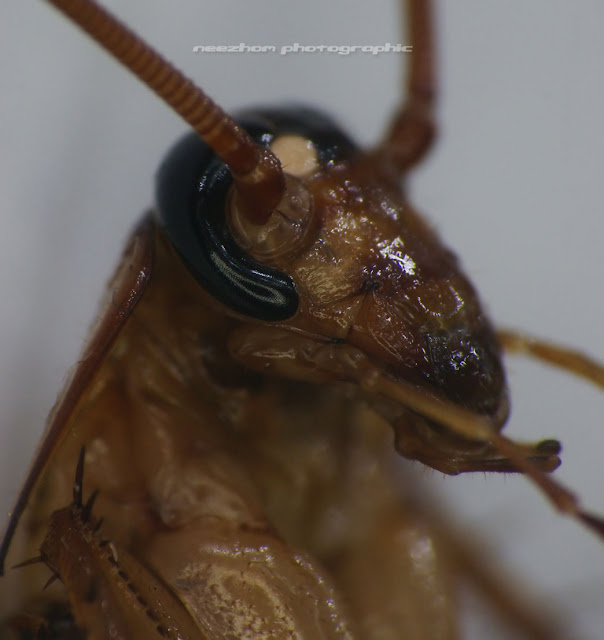 macro house cockroach