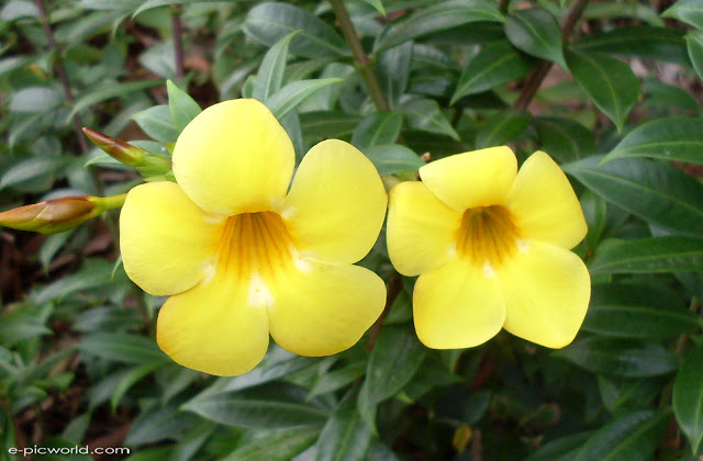 alamanda wallpaper