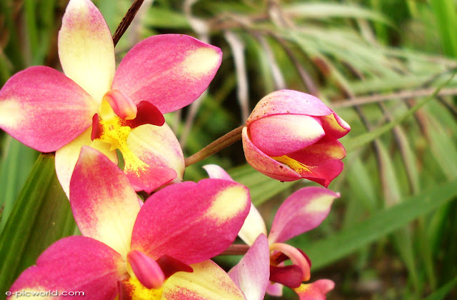 orchid wallpapers