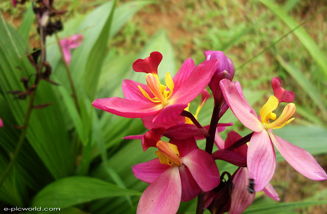 orchid wallpapers