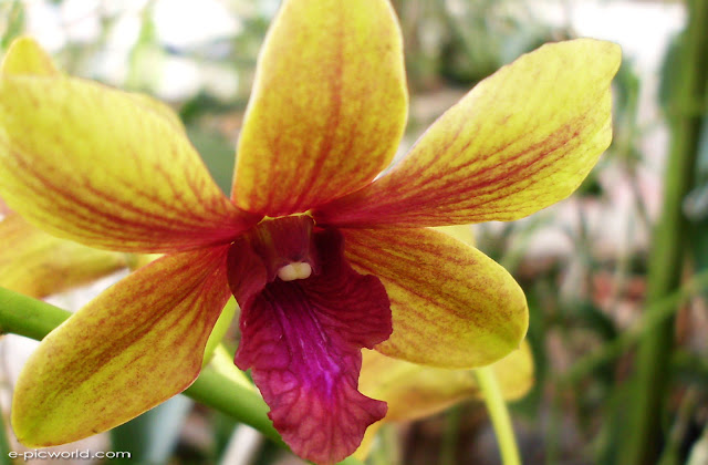 orchid wallpapers