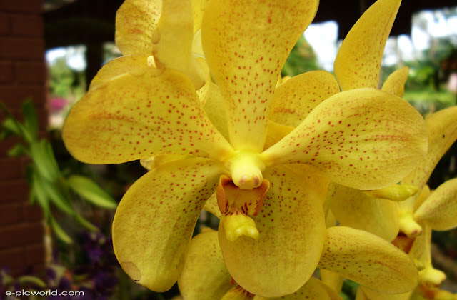 orchid wallpapers