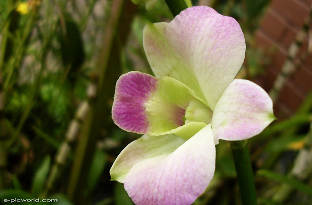 orchid pictures