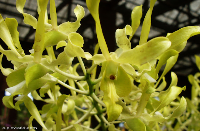 orchid pictures