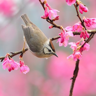bird photo