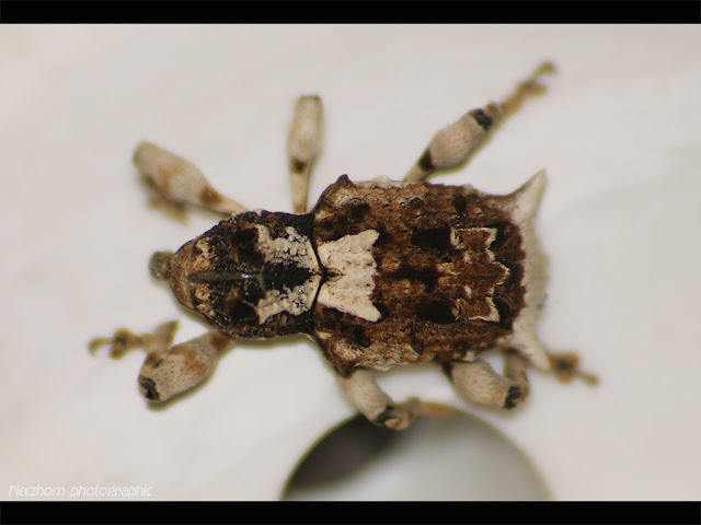 patterned snout beetle picture