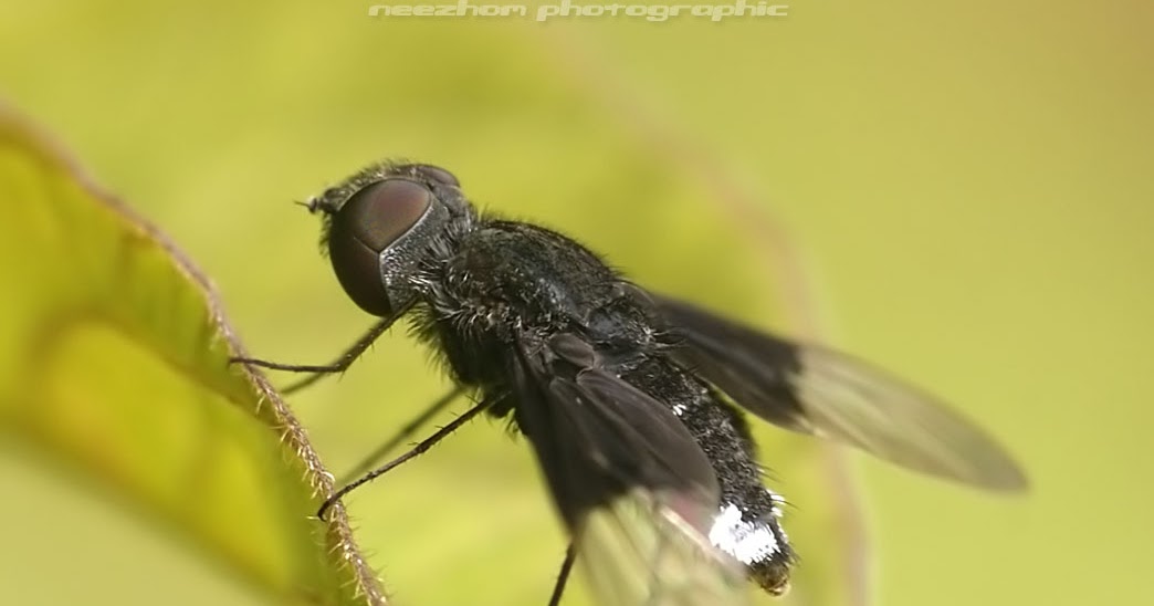 Black Fly with black and transparent wings Neezhom Photomalaya
