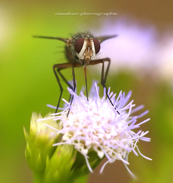 fly on a wild bright purple dandelion flower lalat bertenggek di