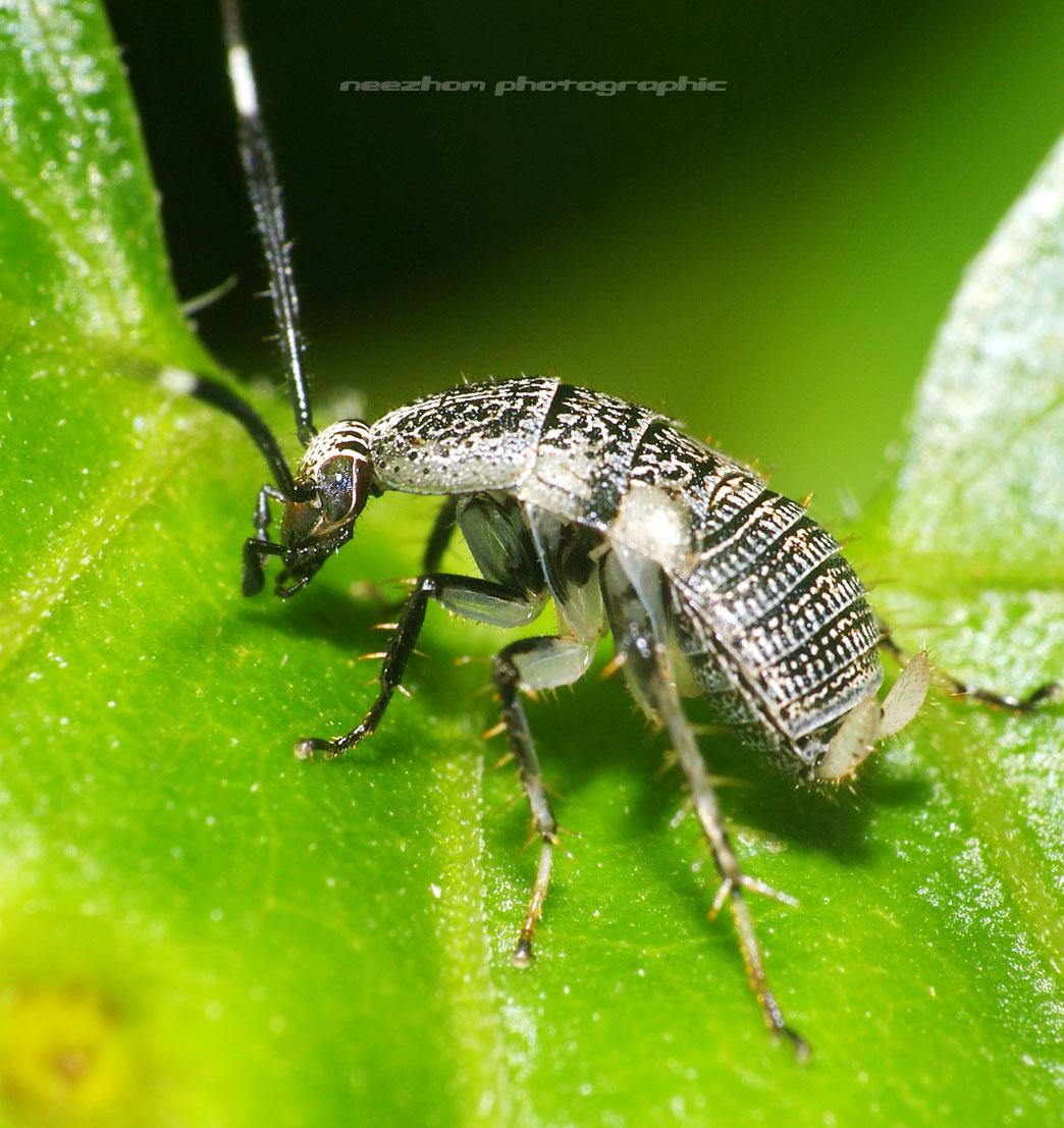 Bush Cockroach