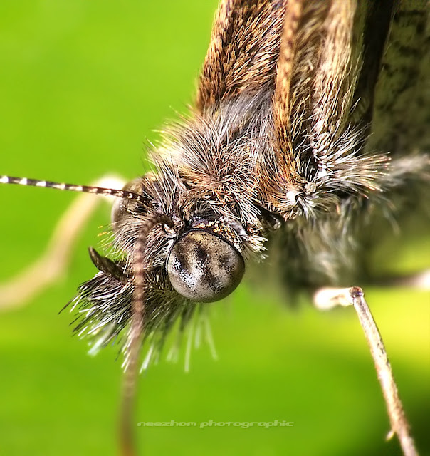 macro butterfly