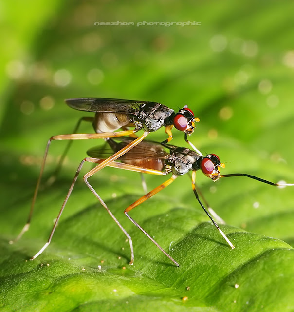 fly mating / make love