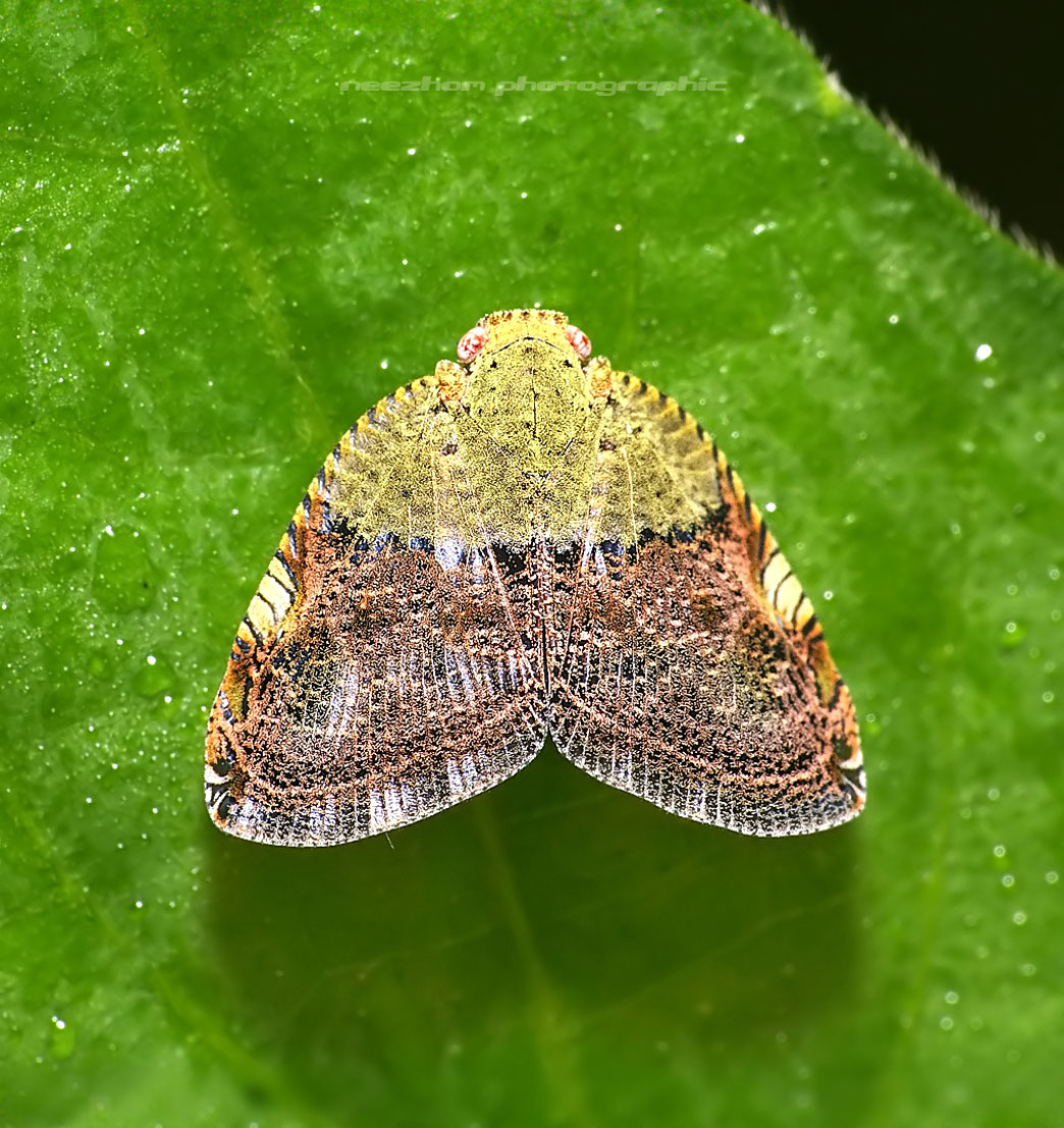 http://4.bp.blogspot.com/_3FTO6EjRbe4/TMhcQ6yRtDI/AAAAAAAAcq0/WwEVrGXUfqg/s1600/planthopper%2Bkaler%2Bcoklat%2Bhijau%2Bkrim%2Bdll%2B-%2Btop%2Bview.jpg