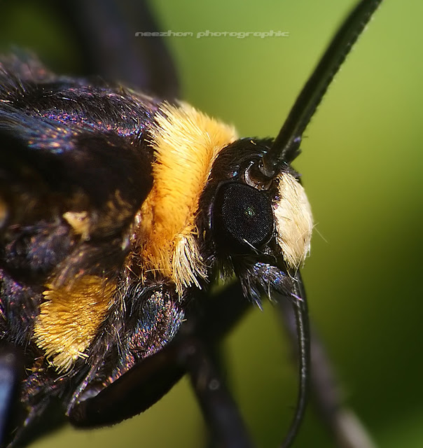 Tiger Moth macro