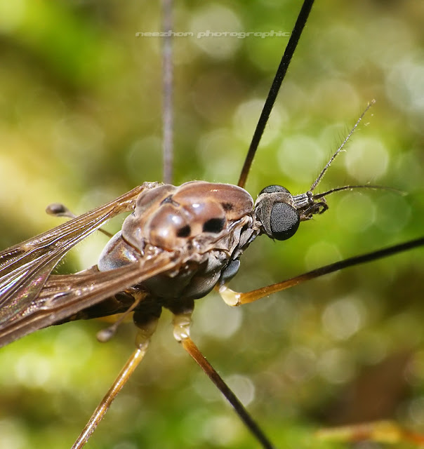 Giant mosquito macro
