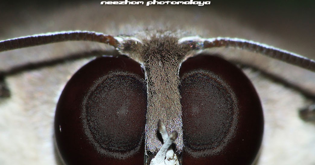Koleksi gambar makro serangga dan arachnida dari saya - Unikversiti Koleksi gambar makro serangga dan arachnida dari saya - Unikversiti
