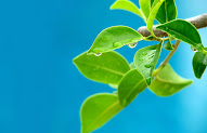 29+ Gambar Daun Hijau Indah