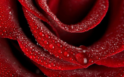 red rose