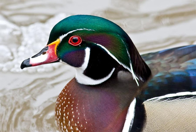 beautiful  ducks wallpaper