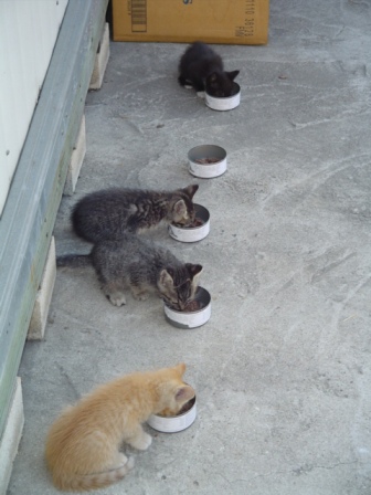 [feeding.JPG]