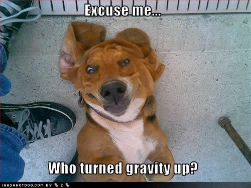 [gravity+dog.bmp]