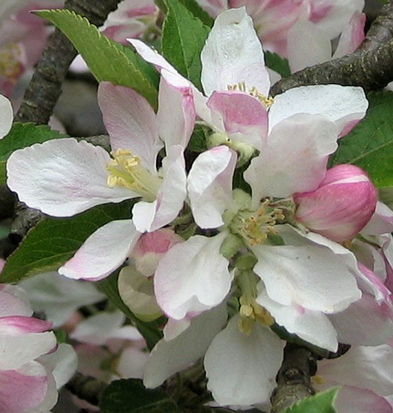 [IMG_8156_close.JPG]