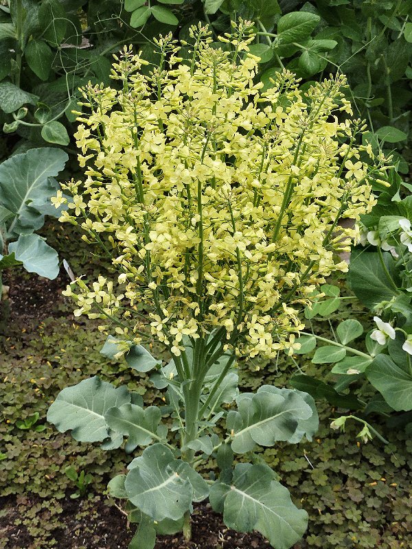 [P1000085a_broccoli.JPG]