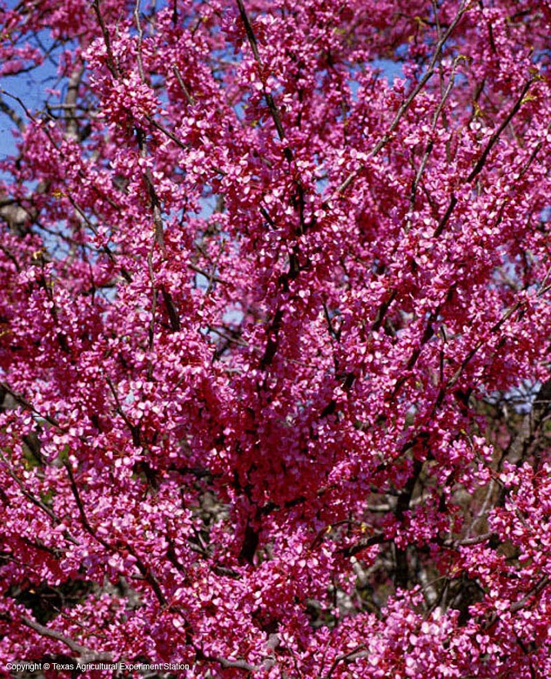 [redbud]