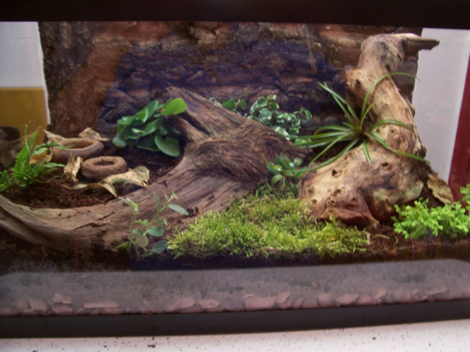 bioactive-vivarium-bearded-dragon-naturalistic-environment