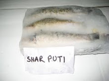 SHAR PUTI