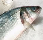 SEA BASS