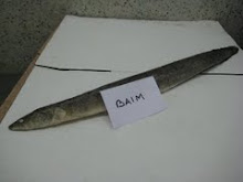 Mystacenbulus Armatas (LONG BAIM)