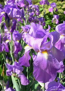 field of irises field of irises