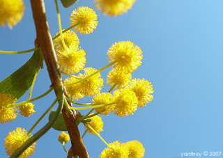 wattle sky wattle sky