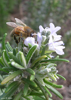 beach bees seem to be much more hyper than their landbound cousins beach bees seem to be much more hyper than their landbound cousins