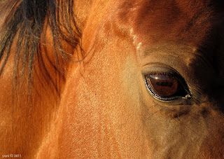 lefevre terrace horses lefevre terrace horses