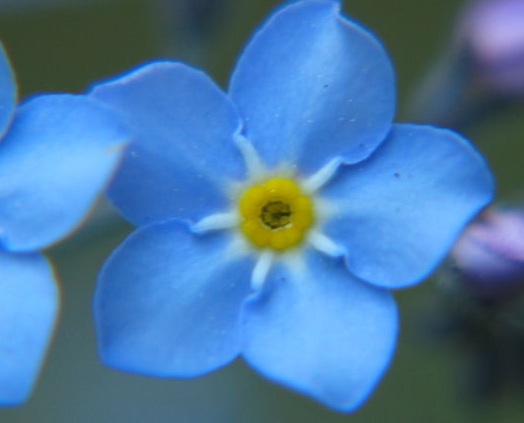 Break open a cherry tree and there are no flowers, Break open a cherry tree and there are no flowers,