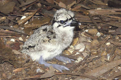 Baby Curlew