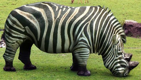 [rinoceronte_zebra.jpeg]