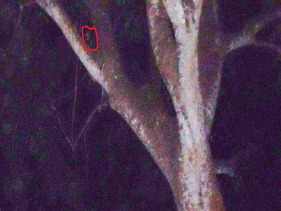 BLOG RASMI DJKC MISTERI JAM 12: Gambar-Gambar Jelmaan Pelik