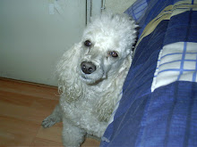 un pequeño can