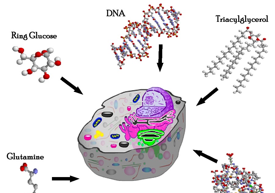 biology in daily life Biology of Cells