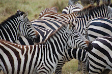 Zebras in Ngorongoro