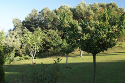 Our Orchard