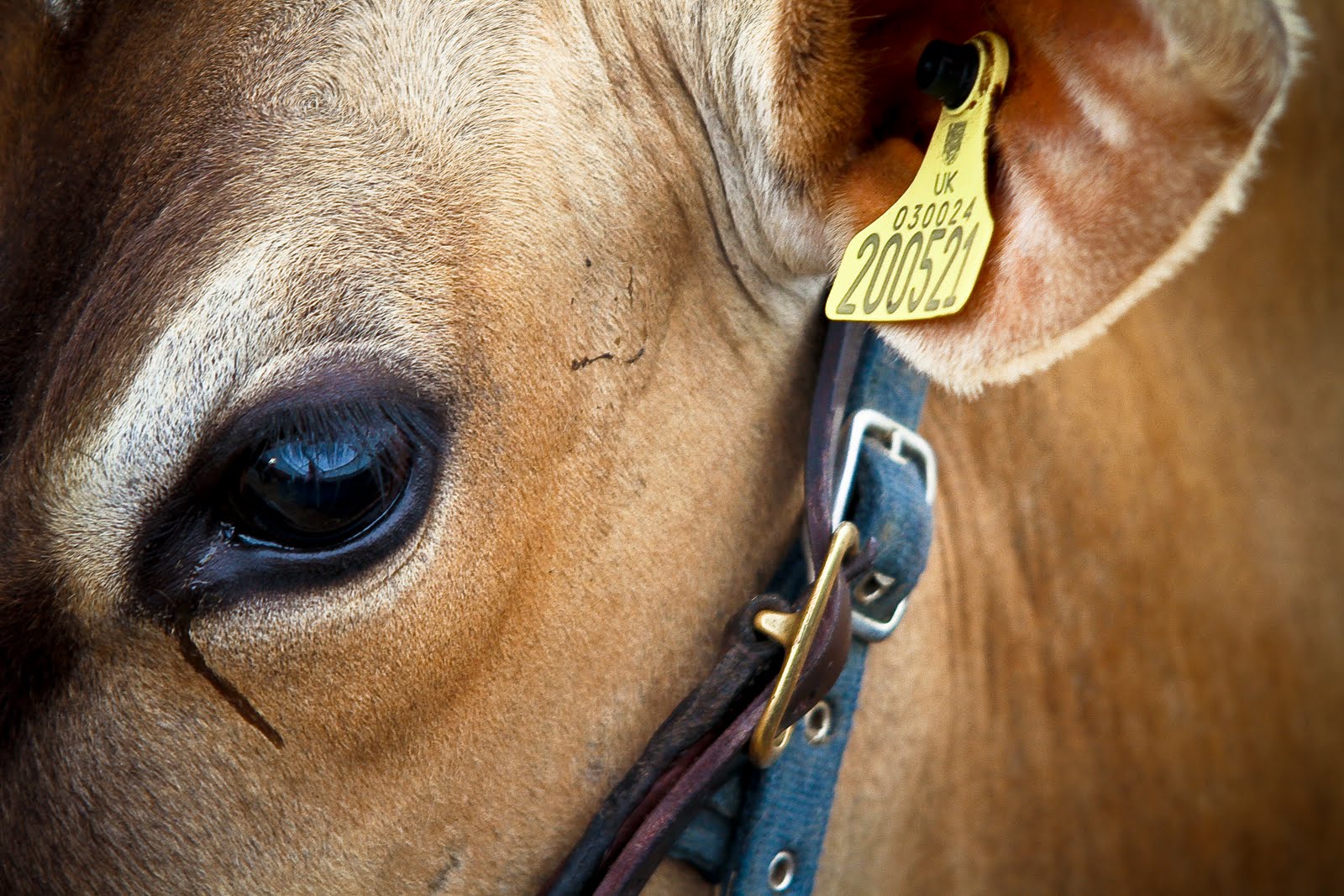 The heritage year June 2010