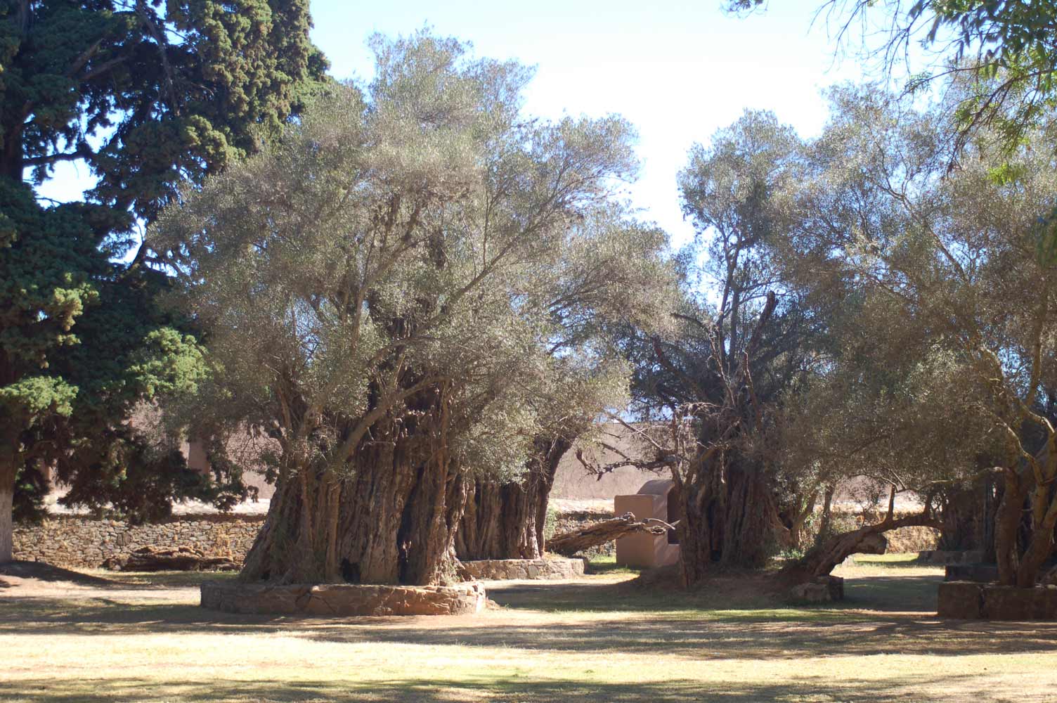 [DSC_0036-olive-trees.jpg]