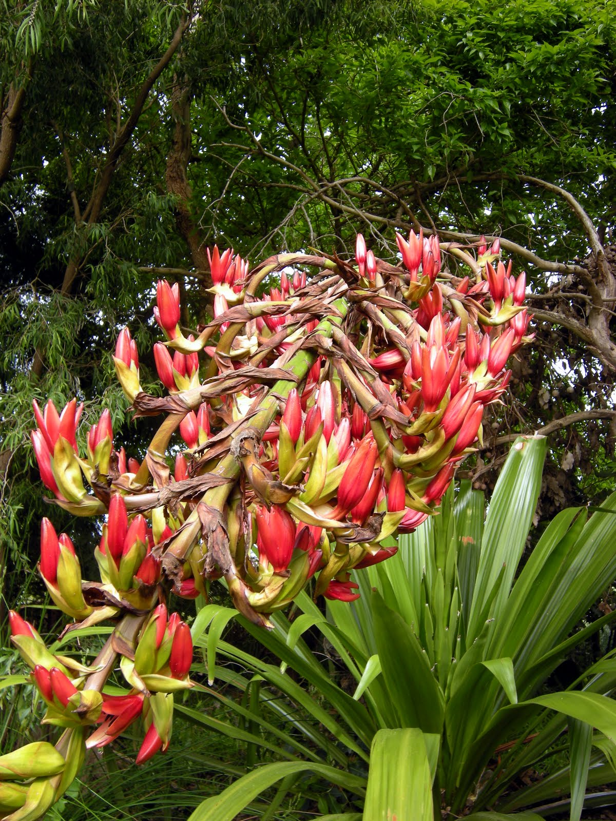 Back Valley seasons The Gymea Lily is flowering