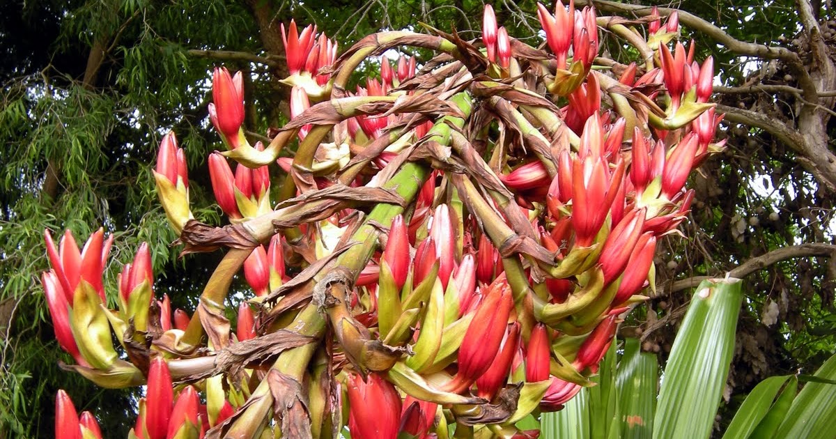 Back Valley seasons The Gymea Lily is flowering